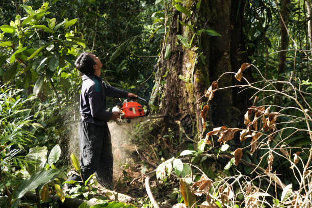 Tree and Shrub Care in Warren, AR