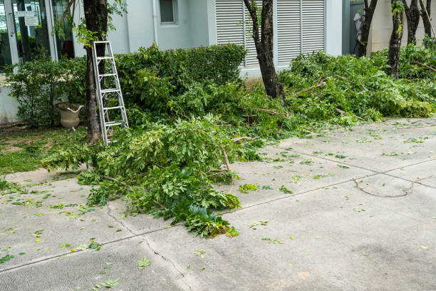 How Our Tree Care Process Works  in  Warren, AR