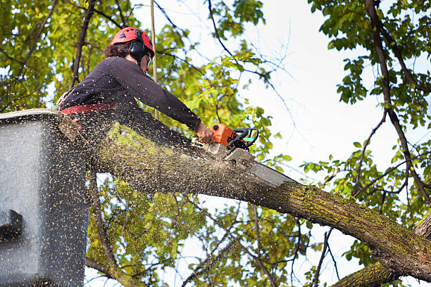 Warren, AR  Tree Services Company